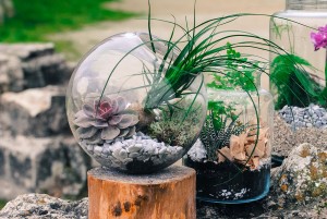 terrarium7