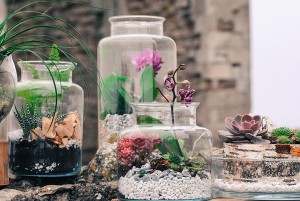 terrarium8