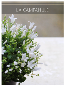 campanule blanche