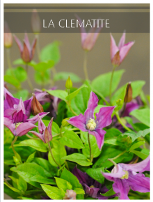 clematite violet