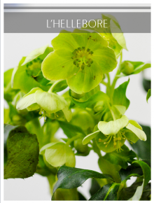 hellebore verte