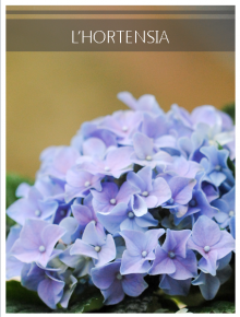 hortensia bleu