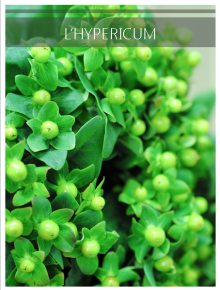 hypericum vert