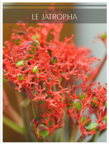 jatropha