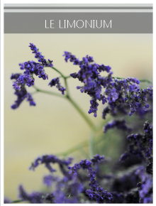 limonium bleu