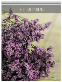 limonium mauve