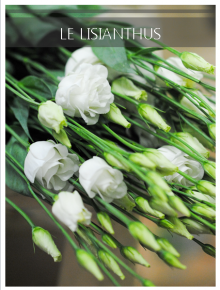 lisianthus blanc