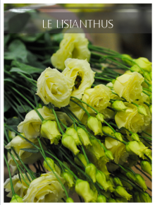 lisianthus creme