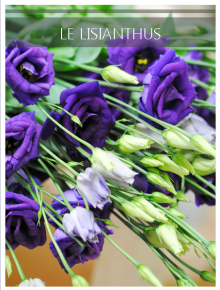 lisianthus violet