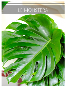 monstera