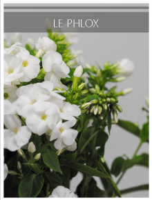 phlox blanc