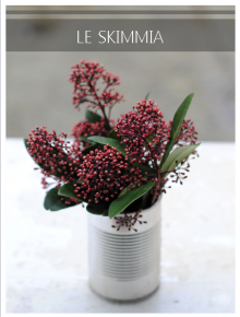 skimmia