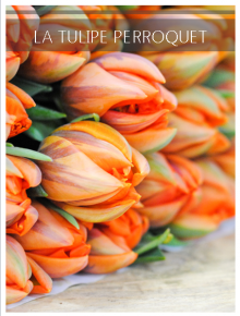 tulipe perroquet orange