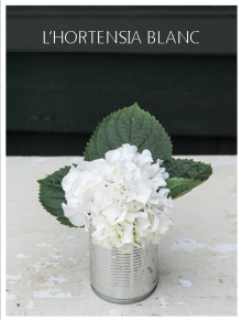 hortensia blanc