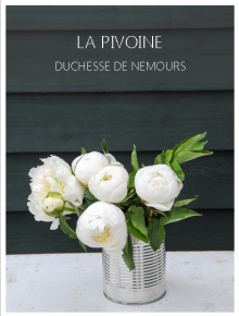 pivoine duchesse