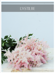 astilbe