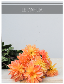 dahlia