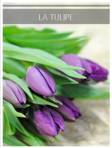 tulipe violet